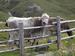 dolomity-italie-123.jpg